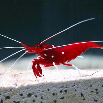 虾活体海水鱼进口清洁虾吃虫海缸珊瑚缸安全快递包活印尼火焰虾24cm