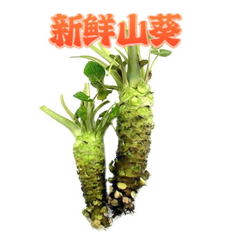 晨臻顺丰新鲜山葵根待磨鲜山葵芥末辣根真空包装首单宋铁磨100g36根送