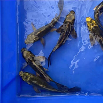 熊猫蝴蝶鲤冷水观赏鱼大长尾台湾纯种红蝴蝶鲤球体锦鲤鱼苗活体水财神