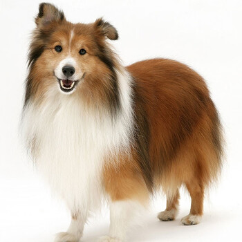 桓瑞宠物纯种宠物狗狗活体喜乐蒂幼犬幼崽大型犬 宠物级b级 公