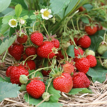 草莓苗果树苗牛奶草莓攀援草莓苗四季草莓苗盆栽草莓大苗 塞娃_10颗