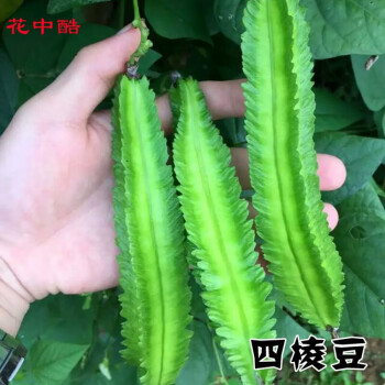 花中酷d 四棱豆种子四棱豆苗四角豆皇帝豆香龙豆四季盆栽四棱豆种子50粒药材种子 四棱豆15粒装 图片价格品牌报价 京东