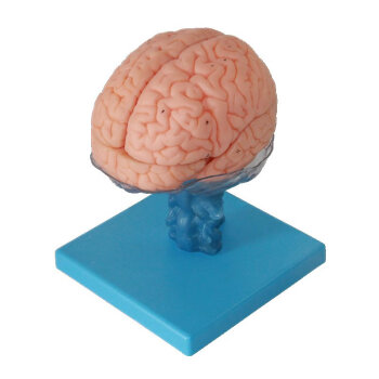 医学人体大脑解剖模型脑干脑室间脑小脑模型神经科系统模型 大脑结构海马体海马沟模型医生培训教学教具