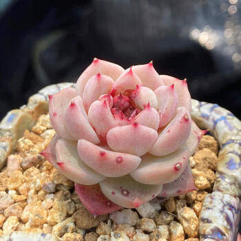 天鹅绒网红多肉糖心多肉植物稀有品种品相好组合盆栽绿植花卉天鹅绒单