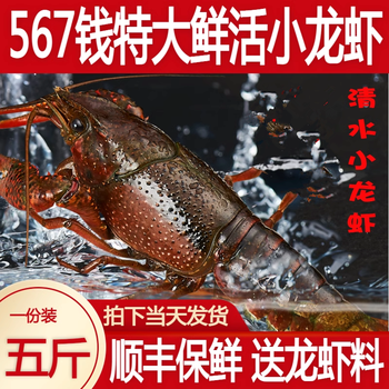 鲜活活虾江苏清水龙虾淡水虾干净免洗特大稻田虾【图片 价格 品牌