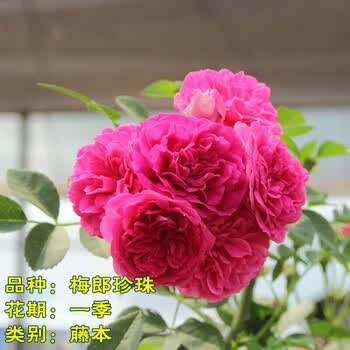 月季花苗大苗蔷薇花苗花苗浓香庭院四季开花爬藤带花苞花墙盆栽梅郎