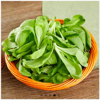 井掌柜【jd物流】蓬蒿菜新鲜上海农家自种蔬菜露天大叶茼蒿清炒凉拌