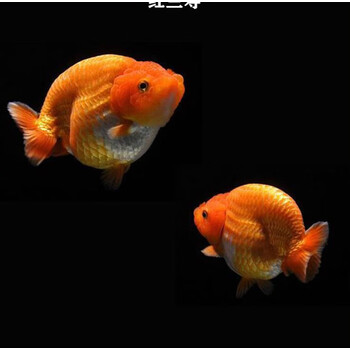 墨一兰寿金鱼精品淡水冷水活鱼观赏鱼 红兰寿(4-6厘米)3条