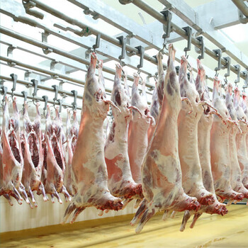 井親【活羊现杀】内蒙古草原苏尼特散养全羊 整只新鲜白条羊 烤全羊