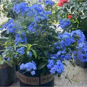 意轩蓝雪花盆栽大苗耐热阳台植物庭院花园阳台观花植物绿植 蓝雪花中盆