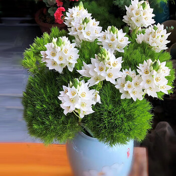 七抒茗羽珺玥鲜花云南基地直发家用水养插花昆明直批