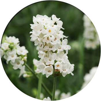 逍遥进口薰衣草种子四季春季播易种 室内阳台盆栽 花草 花卉种子花籽