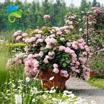 欧洲木绣球玫瑰盆栽地栽花苗庭院观花八仙花绣球花苗红花绣球3年苗当年开花 图片价格品牌报价 京东