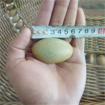 夜明珠原石天然夜光石夜光石原石光奇石 长度5.5厘米左右