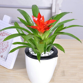 红掌盆栽白掌一帆风顺客厅室内植物龙船花观花绿植变色木鸿运当头