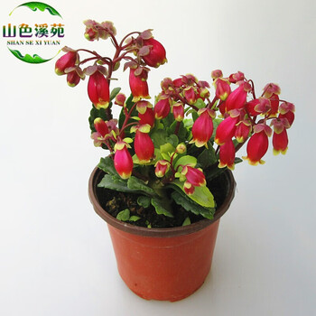 宫灯花长寿花花苗带花苞盆栽珍珠风铃红提灯室内阳台绿植年宵花卉宫灯长寿花带花苞 图片价格品牌报价 京东