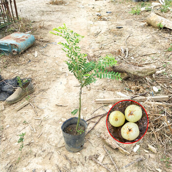 战长沙油甘果苗潮汕嫁接崩坎狮头甜种油甘苗柿饼甜油甘果树苗崩坎甜油