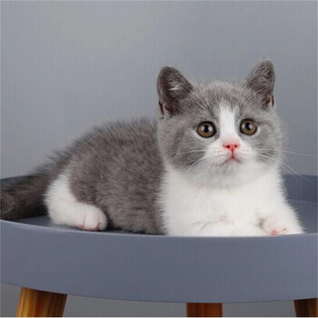 桓瑞宠物曼基康乳白矮脚猫幼猫英国短毛猫宠物猫咪活体小短腿猫舍猫舍