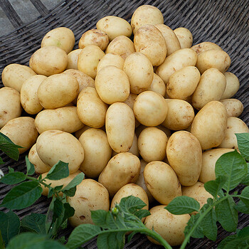 湖北恩施富硒小土豆老品种黄心洋芋迷你小土豆年团建商务过年送礼送人