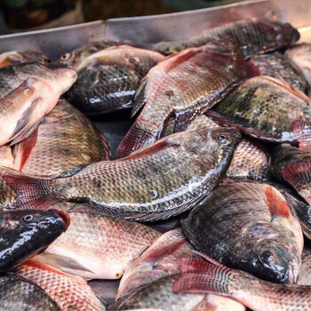 鑫鑫元[活鱼现杀]罗非鱼新鲜冷冻福寿鱼淡水鱼 3条约4斤【家庭装】