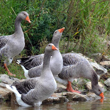 纯种正宗朗德鹅活苗红嘴雁鹅大雁鹅苗灰鹅活鹅大种鹅苗大白鹅活苗 2两