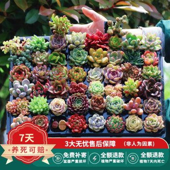 2023年3月3日更新【万能白菜价】的图片 第80张