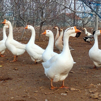 农家散养新鲜大鹅土鹅鹅肉老鹅大白鹅冷冻广纳力驰67斤现杀大鹅料包