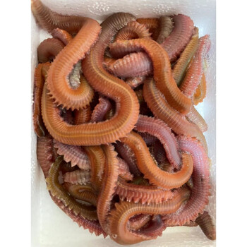 活沙蚕 红青虫鲈鱼饵 海蚂蝗海蜈蚣海钓鱼饵料海沙蚕活饵顺丰 红