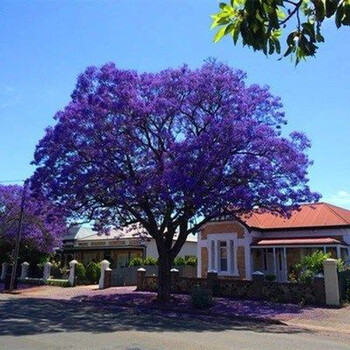 蓝花楹树苗凤凰木 风景树北方耐寒红蓝花楹盆栽庭院 5年苗2公分蓝花楹