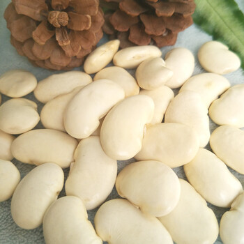 白芸豆5斤新货大白豆新鲜芸豆雪花豆大豆子白腰豆煲汤五谷杂粮