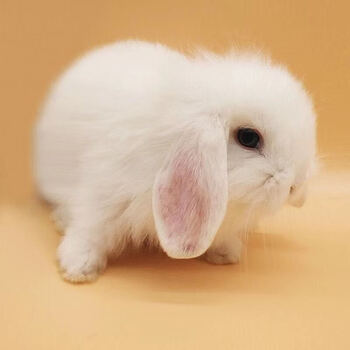 kjhgf小兔子活体,迷你长不大小型兔小型宠物兔 白色垂耳兔(本店) 一只