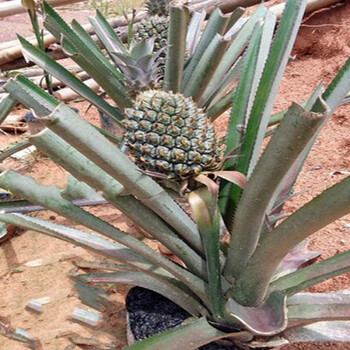 凤梨苗地菠萝苗金钻凤梨苗庭院阳台盆栽地栽种植结果带根带土菠萝1颗
