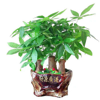 微雨燕双飞乔迁开业订单备注您想要的配送时间段三杆发财树桌面款40cm