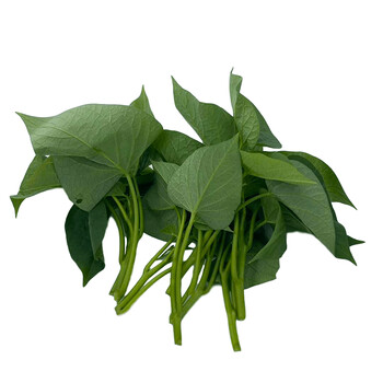 红薯叶新鲜番薯嫩叶农产品地瓜叶嫩苕尖现采食用农家