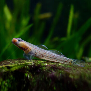 抱年溪流稀有小型原生冷水鱼精品火焰周氏吻虾虎淡水观赏鱼凶猛底层鱼