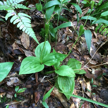 伟博鲜品见血清新鲜中草药见血青鲜品新鲜见血清1市斤