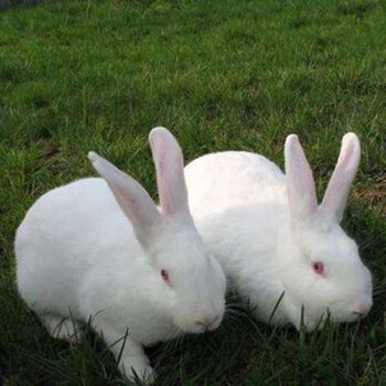 double yellow兔子活物 肉兔活体幼崽家兔纯种大型农家宠物兔兔苗 新西兰肉兔1对