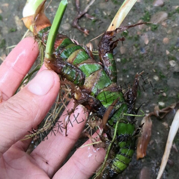 野生龙根水菖蒲 耐阴四季常青水培盆景养鱼 龟缸挺水绿色水生绿植 龙