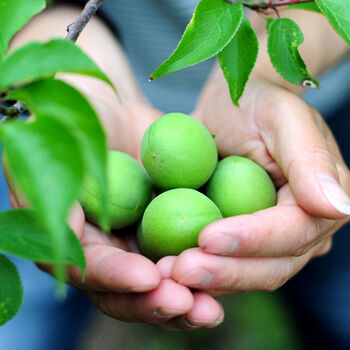 现摘青梅青梅果新鲜腌制泡酒现摘散装孕妇水果酸梅子5斤酵素青梅1斤装