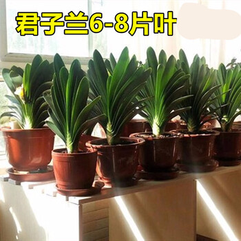 四季精品君子兰盆栽小苗室内花卉植物好养君子兰花苗绿萝绿植花卉办公室盆栽植物带土发货黄花君子兰3 4片叶 2棵 不含盆 图片价格品牌报价 京东