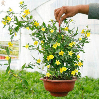 冬天養的花冬季耐寒室外植物適合冬天種的綠植冬天不怕凍的綠植霜魄