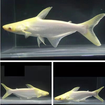 淡水鲨观赏鱼小蓝鲨虎头鲨大型热带鱼龙鱼配鱼 13-15cm白化鲨1条