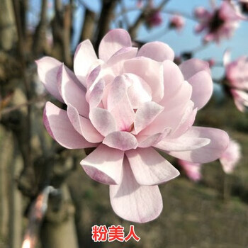 树木红白黄紫盆栽地栽绿化风景耐寒庭院玉兰花苗 粉美人【2公分粗】