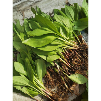 山葱野生寒葱茖葱熊葱根苗带土20株根苗带土 株根苗带土【图片 价格