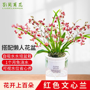 新品颜色彩色文心兰盆栽室内冬带花苞剑奶油香易养观花植物花卉四季开花红色文心兰不带花 带懒人盆发货 图片价格品牌报价 京东