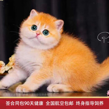 独特品质！价格走势稳定，信誉认可的伊宠品牌猫咪活体商品推荐