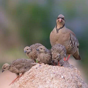 观赏宠物美国鹧鸪呱呱鸡飞龙咕咕嘎嘎母成鸡观赏活鸟 成年鹧鸪一公一