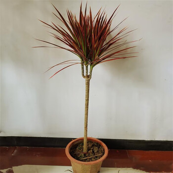 鑫干和(xinganhe)七彩铁五彩千年木盆栽三色龙血树红竹观叶植物室内