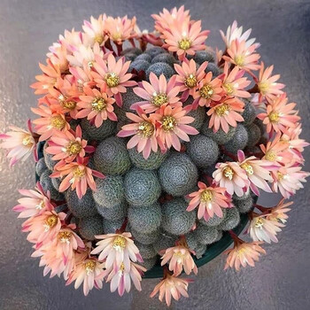 素蜜粉蝶 金蝶 杏蝶 银蝶丸宝山仙人球多肉组合盆栽沟宝山属多肉植