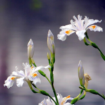 院子里种的花西伯利亚鸢尾花苗挺水植物池塘马兰水生美人蕉莺尾大花萱草蝴蝶兰鸢尾白花苗10棵不含盆 图片价格品牌报价 京东 院子里种的花西伯利亚鸢尾花苗挺水植物池塘马兰水生美人蕉莺尾大花萱草蝴蝶兰鸢尾白花苗10棵不含盆 图片价格品牌报价 京东
